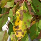 Lišće na stablu jabuke postaje žuto: šta učiniti